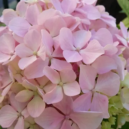 La Casa Del Grillo 1