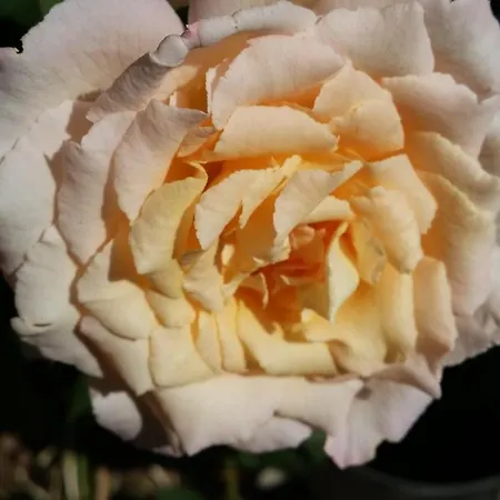 La Casa Del Grillo 1 Aosta