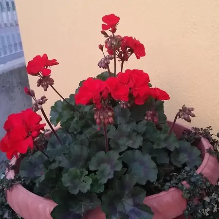 Bed & Breakfast La Casa Del Grillo 1 Aosta
