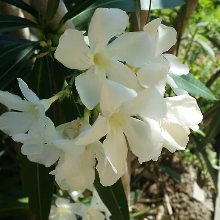 La Casa Del Grillo 1 Oda ve Kahvaltı Aosta