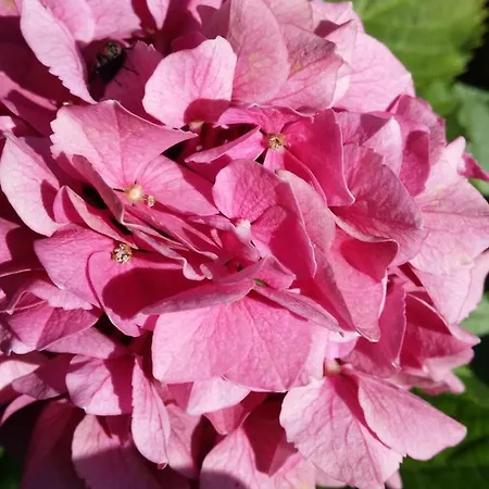 La Casa Del Grillo 1 Bed & Breakfast Aosta